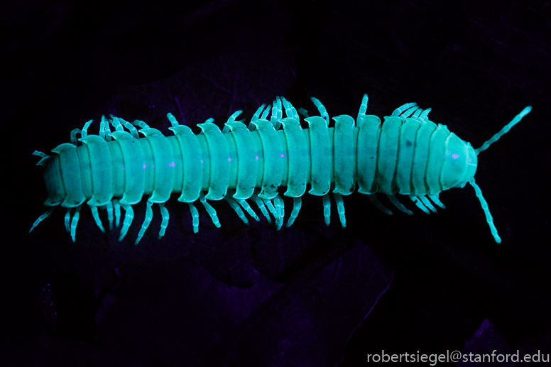 millipede